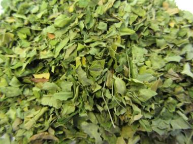 Moringa Blätter